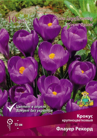 Клуб.Крокус Флауэ Рекорд (крупноцв.,пурпурный)  (10)  цена за 1шт.