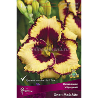 Клуб.Лилейник Опен Май Айс (оранжевый с фиолетовым глазком)