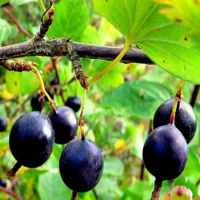 Куст.Крыжовник Орленок (ранний, черный, бесшипый)
