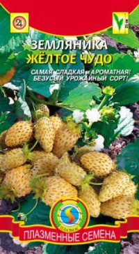 Земляника Желтое чудо Плазмас цв.п.