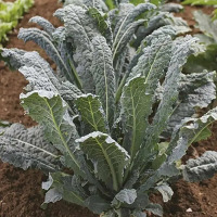 Капуста Листовая Фитнес Поиск цв.п. 0,1гр (лидер здорового питания, очень декоративна)