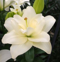 Клуб.Лилии ЛА-гибрид Бельведер (крупный, полумахровый, белоснежный)  (2)  цена за 1шт.