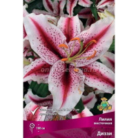 Клуб.Лилии вост. Диззи (белый с малиновой полосой и малиновым крапом)  (2)  цена за 1шт.