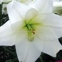 Клуб.Лилии Лонгифлорум Вайт Хевен (белый, с зеленцой у основания)  (2)  цена за 1шт.