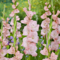 Клуб.Гладиолусы Луиза (розово-персиковый) 10 шт. цена за 1 шт.