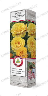 Куст.Роза чайно-гибр.Керио (ярко-желтый)