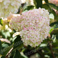 Куст.Гортензия метельчатая Коттон Крим (морозост.,цветки кремовые, осенью розовеют)