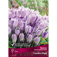 Клуб.Крокус Страйпт Берд (крупноцв.,сиренево-кремовый со штрихом) цена за 1шт
