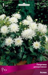 Клуб.Георгины Аспен (декорат., белый, высота 40см) - уменьшеная