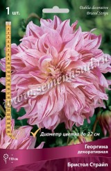 Клуб.Георгины Бристол Страйп (декорат., полосатый розово-белый, д.22см) - уменьшеная