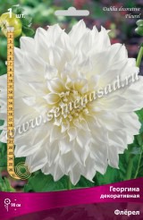 Клуб.Георгины Флерэл (декорат., белый, д.25см) - уменьшеная