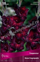 Клуб.Гладиолусы Блэк Сюрпрайз (темно-малиновый с белым штрихом)   (10)  цена за 1шт. - уменьшеная