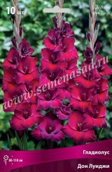 Клуб.Гладиолусы Дон Луиджи (бархатный,темно-красный с сиреневым оттенком)  (10)  цена за 1шт. - уменьшеная