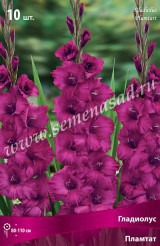 Клуб.Гладиолусы Пламтат (пурпурно-фиолетовый, бархатистый) (10)  цена за 1шт. - уменьшеная