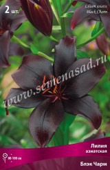 Клуб.Лилии азиат. Блэк Чарм (темно-бордовый, ближе к черному)  (2)  цена за 1шт. - уменьшеная