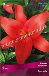 Клуб.Лилии азиат. Детройт (алый, крупный)  (2)  цена за 1шт. - уменьшеная