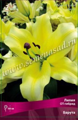 Клуб.Лилии ОТ-гибрид Барута (лимонно-желтый с белой каймой)  (2)  цена за 1шт. - уменьшеная