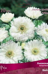 Клуб.Анемона Вайт (махровый, белый)  (10)  цена за 1шт. - уменьшеная