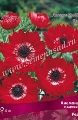 Клуб.Анемона Ред (махровый, красный)  (10)  цена за 1шт. - уменьшеная