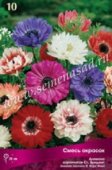 Клуб.Анемона Сент Бриджит корончатая смесь  (10)  цена за 1шт. - уменьшеная