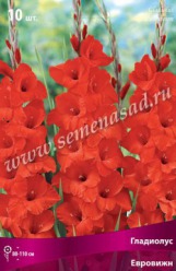 Клуб.Гладиолусы Евровижн (красный с бел.штрихом, слегка гофрированный) (10) цена за 1 шт. - уменьшеная