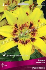 Клуб.Лилии азиат. Жуан-Песоа (горшечная, насыщенно-желтый с ярко-бордовым крапом)  (2)  цена за 1шт. - уменьшеная