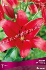 Клуб.Лилии ЛА-гибрид Фанжио (ярко-алый, в центре темнее) (2) цена за 1шт. - уменьшеная