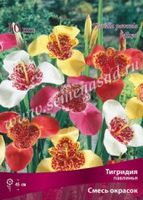 Клуб.Тигридия павлинья смесь (10) цена за 1шт. - уменьшеная