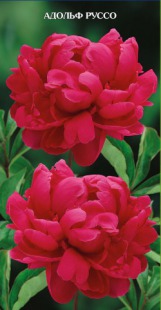 Клуб.Пион Адольф Руссо (полумахровый, ранний, темно-красно-коричневый) - уменьшеная