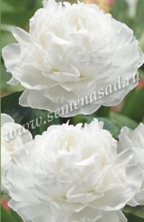 Клуб.Пион Гардения (махровый, кремово-белый) - уменьшеная