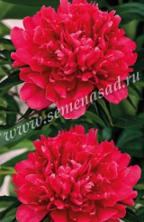 Клуб.Пион Генерал Мак Магон (полушаровидный, карминно-красный) - уменьшеная