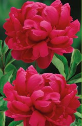 Клуб.Пион Гилберт Бартело (махровый, огромный, розово-сиреневый, не выгорает) - уменьшеная