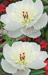 Клуб.Пион Иммакули (махровый, белый, ранний) - уменьшеная