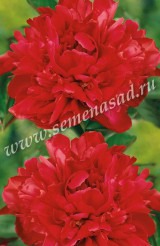 Клуб.Пион Карл Розенфельд (полурозовидный, малиново-красный) - уменьшеная