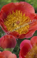 Клуб.Пион Корал Суприм (полумахровый, лососево-розовый, диам. 16см.) - уменьшеная