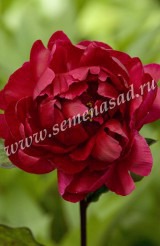 Клуб.Пион Мадам Годишо (махровый, рубиновый, с волнистыми лепестками) - уменьшеная