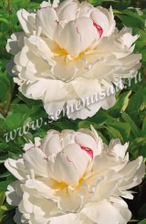 Клуб.Пион Мадам Кало (махровый, кремово-белый с желтыми вкраплениями) - уменьшеная