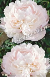 Клуб.Пион Мазерс Чойс (махровый, чисто-белый) - уменьшеная