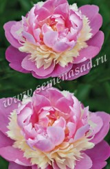Клуб.Пион Сорбет (махровый, крупный, бело-желто-розовый) - уменьшеная