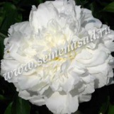 Клуб.Пион Ширли Темпл (шаровидный, крупный, розовато-белый) - уменьшеная