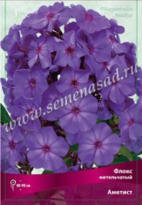 Клуб.Флокс Аметист (фиолетово-розовый) - уменьшеная