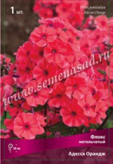 Клуб.Флокс Адесса Ориндж (красно-оранжевый) - уменьшеная