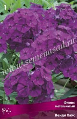 Клуб.Флокс Венди Хаус (пурпурно-фиолетовый) - уменьшеная