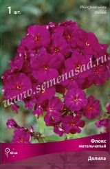 Клуб.Флокс Далила (насыщенно-пурпурно-красный) - уменьшеная