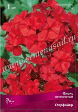 Клуб.Флокс Старфайр (яркий, темно-красный) - уменьшеная