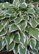 Клуб.Хоста Антиох (листья светло-зеленые с широким белым краем) - уменьшеная