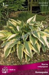 Клуб.Хоста Волверайн (листья зелено-голубые с широкой кремовой полосой) - уменьшеная