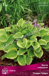 Клуб.Хоста Голден Тиара (листья зеленые с золотистым краем) - уменьшеная