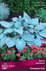 Клуб.Хоста Канадиан Блу (листья интенсивно-голубые) - уменьшеная