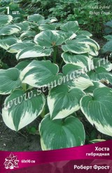 Клуб.Хоста Роберт Фрост (листья зелено-голубые с кремовой полосой) - уменьшеная
